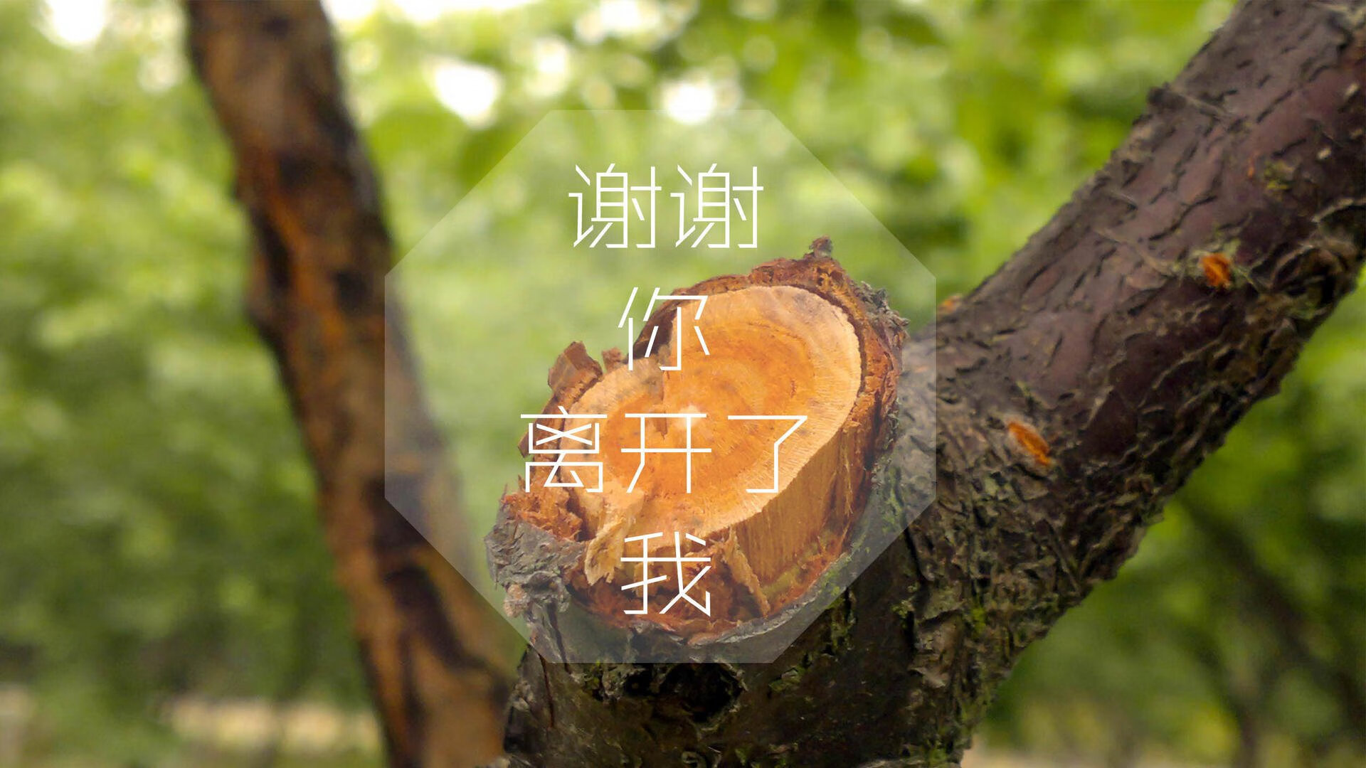 纳达尔新星锐不可当表现突出，老鹰前途光明！热度持续攀升
